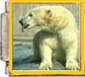 Polar bear picture enamel (1) - 9mm Italian charm - Click Image to Close